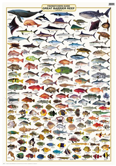 Reef Fish Identification Guide .